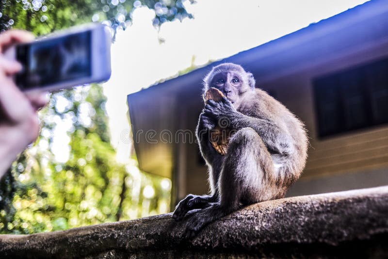 Lindo Macaco Fofo Gerado Por IA Foto Royalty Free, Gravuras, Imagens e  Banco de fotografias. Image 211951488