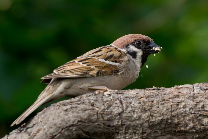 Comer Pardal Montês imagem de stock royalty free