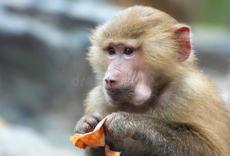 Macacos engraçados imagem de stock. Imagem de comer, quente - 66052971