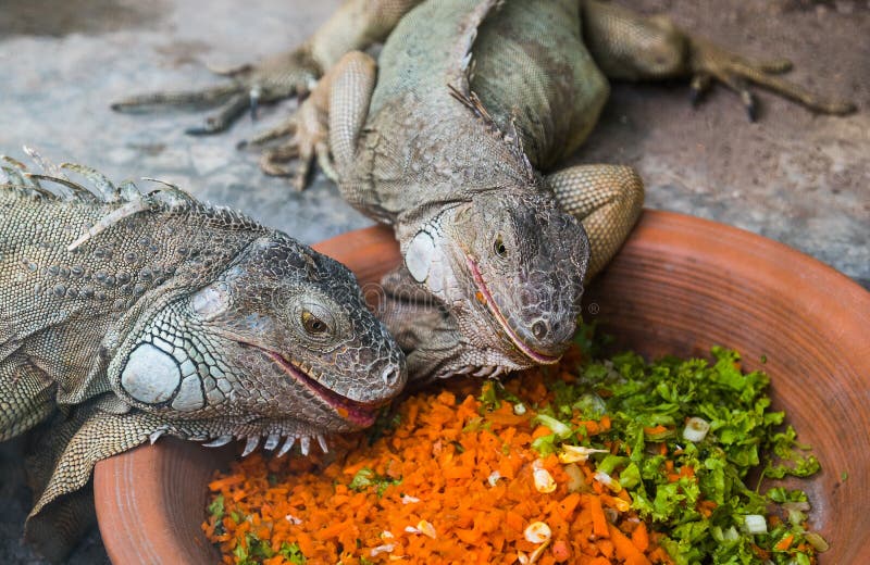 Comer de duas iguanas foto de stock. Imagem de wildlife 53594504