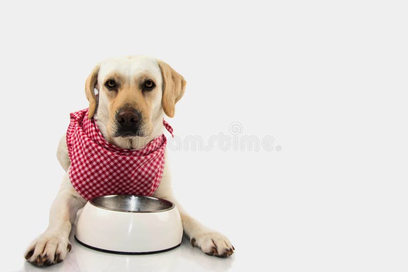 Comer do cão CACHORRINHO COM FOME COM A BACIA VAZIA QUE ESPERA SEU ALIMENTO VESTINDO UM BANDANA VERMELHO QUADRICULADO BRANCO ISOL foto de stock Comer do cão CACHORRINHO COM FOME COM A BACIA VAZIA QUE ESPERA SEU ALIMENTO VESTINDO UM BANDANA VERMELHO QUADRICULADO BRANCO ISOL foto de stock