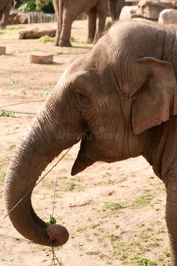 The Asian or Asiatic Elephant (Elephas Maximus), also known by the name of one of its subspecies - the Indian Elephant, is one of the two living species of elephant, and the only living species of the genus Elephas. It is the largest living land animal in Asia. The species is found primarily in Bangladesh, India, Sri Lanka, Indochina and parts of Indonesia. It is considered endangered, with between 25,600 and 32,750 left in the wild. This animal is widely domesticated, and has been used in forestry in South and Southeast Asia for centuries and also in ceremonial purposes. Historical sources indicate that they were sometimes used during the harvest season primarily for milling. Wild elephants attract tourist money to the areas where they can most readily be seen, but damage crops, and may enter villages to raid gardens. The Asian elephant is smaller than its African relatives; the easiest way to distinguish the two is that the Asian elephant has smaller ears. The Asian or Asiatic Elephant (Elephas Maximus), also known by the name of one of its subspecies - the Indian Elephant, is one of the two living species of elephant, and the only living species of the genus Elephas. It is the largest living land animal in Asia. The species is found primarily in Bangladesh, India, Sri Lanka, Indochina and parts of Indonesia. It is considered endangered, with between 25,600 and 32,750 left in the wild. This animal is widely domesticated, and has been used in forestry in South and Southeast Asia for centuries and also in ceremonial purposes. Historical sources indicate that they were sometimes used during the harvest season primarily for milling. Wild elephants attract tourist money to the areas where they can most readily be seen, but damage crops, and may enter villages to raid gardens. The Asian elephant is smaller than its African relatives; the easiest way to distinguish the two is that the Asian elephant has smaller ears.