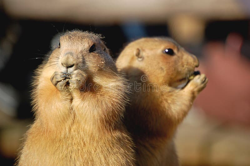 Comer e observar imagens de stock royalty free