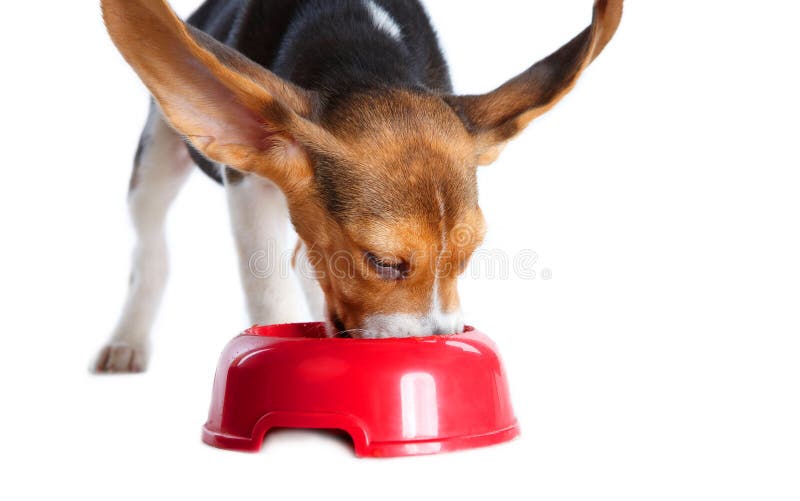 Comer engraçado do filhote de cachorro do lebreiro imagens de stock royalty free Comer engraçado do filhote de cachorro do lebreiro imagens de stock royalty free