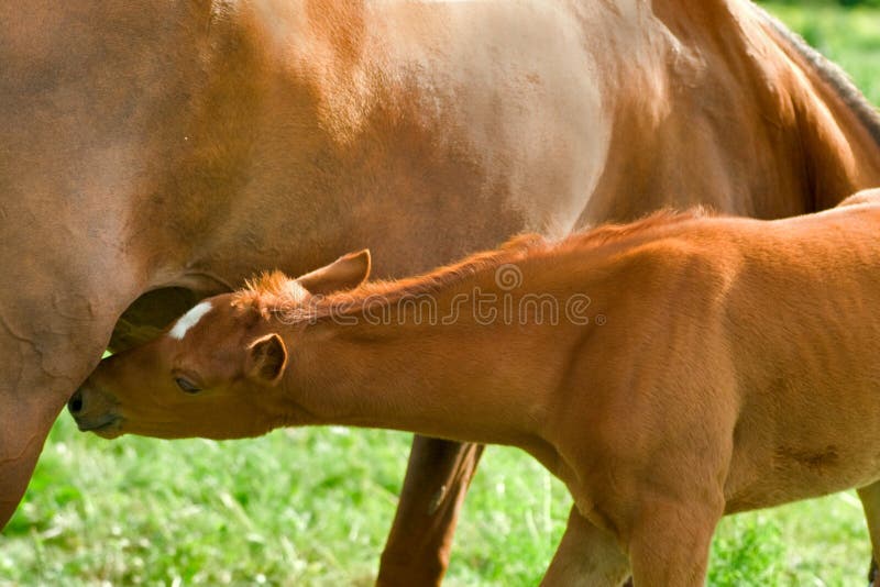 Cavalo Novo Com Boca Aberta Imagem de Stock - Imagem de sorriso, selvagem:  31668367