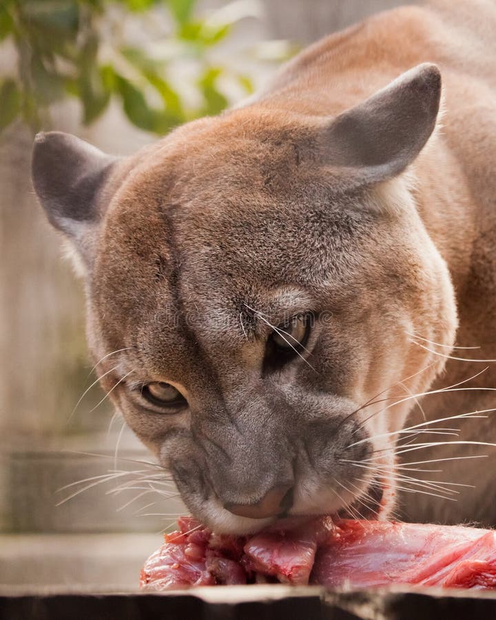 Comer Un Poco De Carne, Un Gran Puma De Gato, Una Bestia Depredadora Devora a Su Presa Con Retrato De Cerca Foto de archivo - Imagen de inmoralidad, 163816170