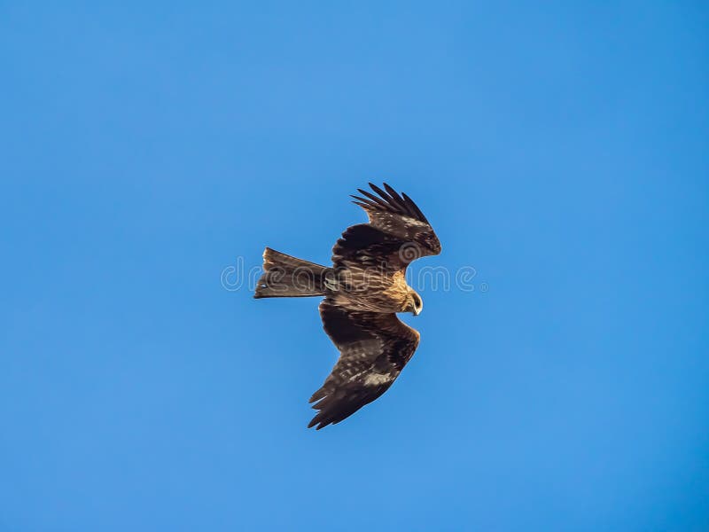 A Japanese black kite circles over the beaches of Fujisawa on the Sagami Bay. In Japan, these large hawk-like birds are notorious for stealing food from beach goers. A Japanese black kite circles over the beaches of Fujisawa on the Sagami Bay. In Japan, these large hawk-like birds are notorious for stealing food from beach goers