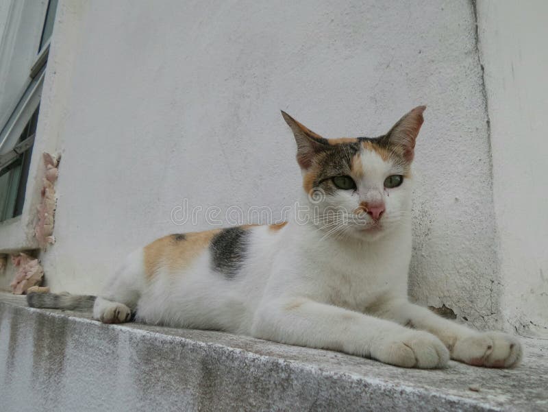 Comfortabele dag van een kat royalty-vrije stock afbeeldingen Comfortabele dag van een kat royalty-vrije stock afbeeldingen