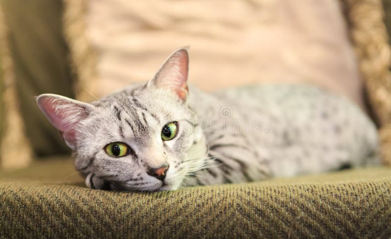 Comfortable Egyptian Mau Cat royalty free stock photo