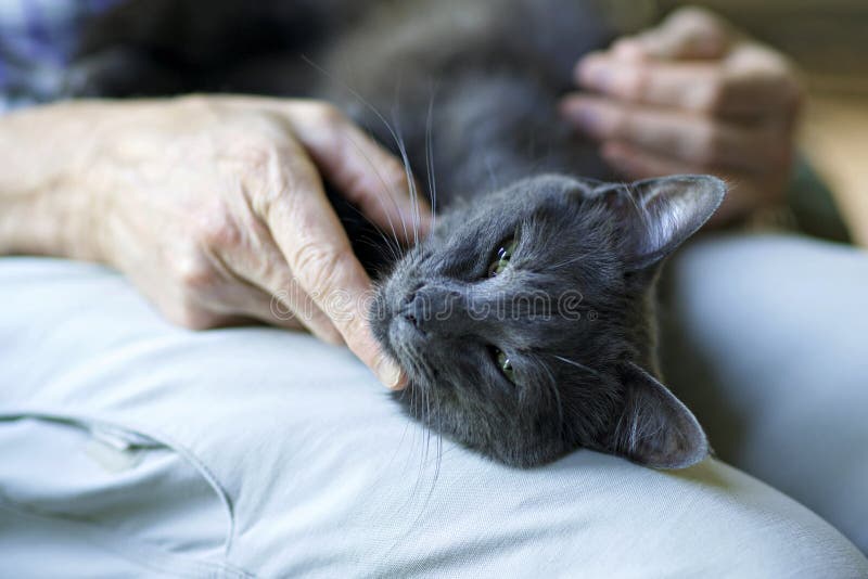 Una rilassante tocco porta conforto di un gatto malato.