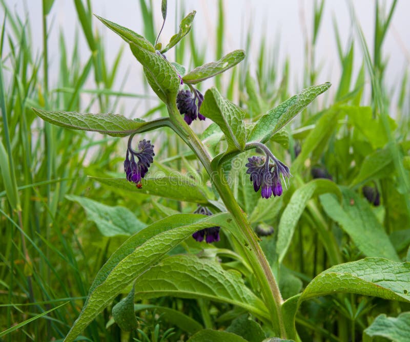 Comfrey