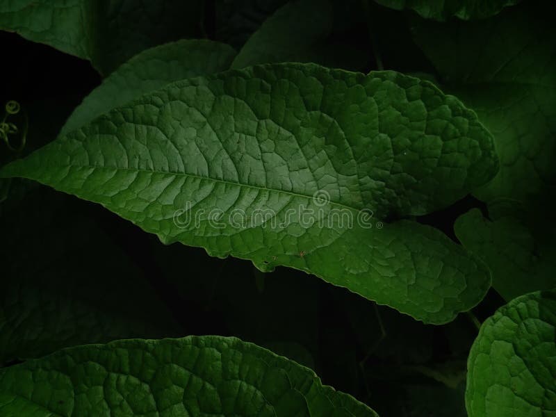 Comfrey является лекарственное растение, которое обычно используется в качестве мытья для десен и боль в горле. стоковые фото