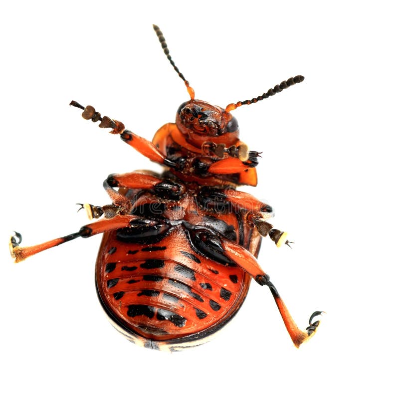 Comic colorado beetle
