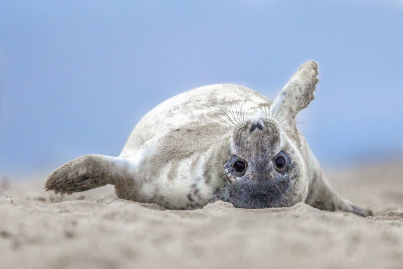 Comical harbor seal pup on back