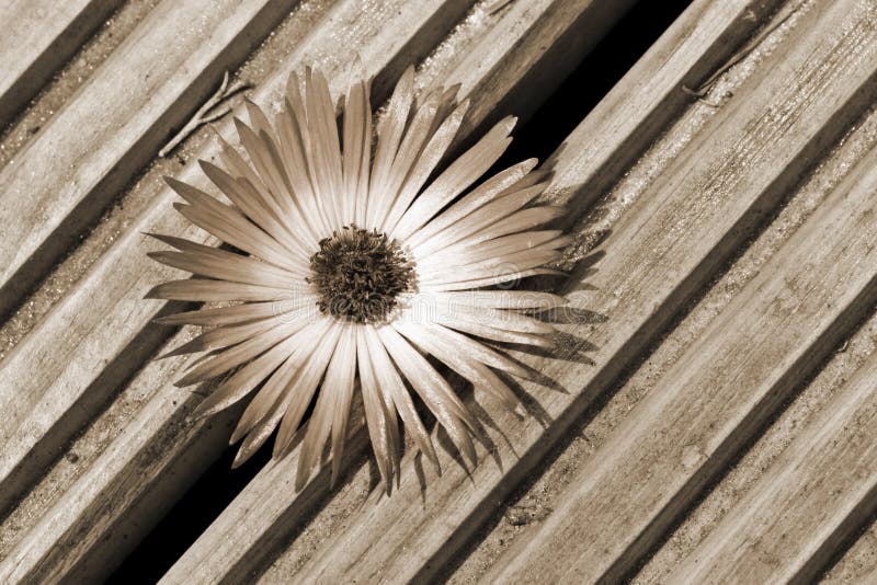 Coming through royalty free stock image