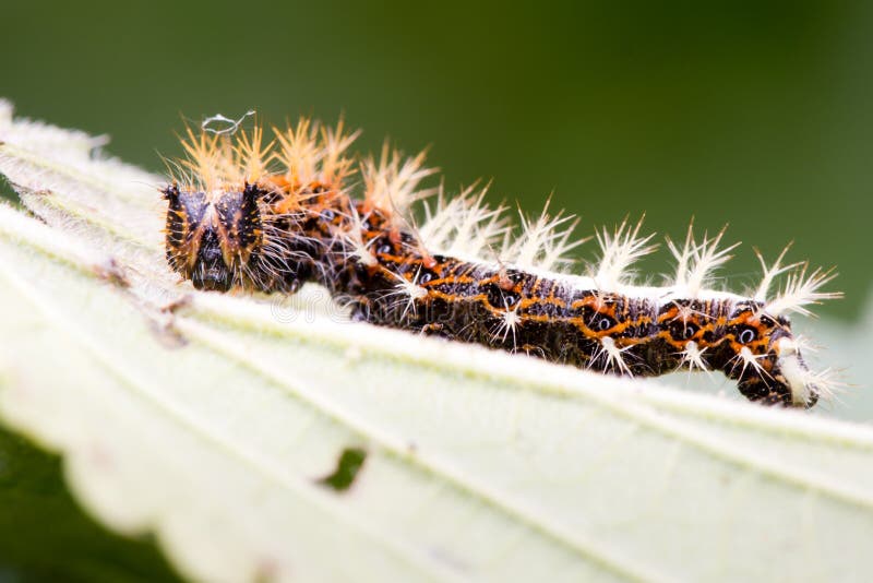 Comma (Polygonia c-album) late instar caterpillar