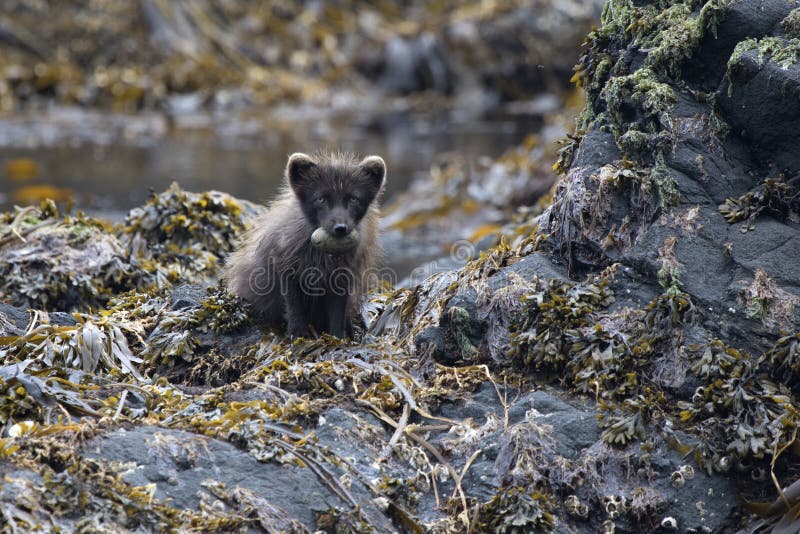 Commanders blue arctic fox sitting on a rocky island with glaucous-winged gull eggs in the teeth royalty free stock image Commanders blue arctic fox sitting on a rocky island with glaucous-winged gull eggs in the teeth royalty free stock image
