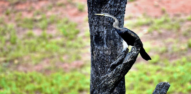 Commarends en thekkady @ un mediodía. Este pájaro nombrado como commarends; sesión fotográfica en thekkady la mosca y el swimm eassy es los pájaros specialitty