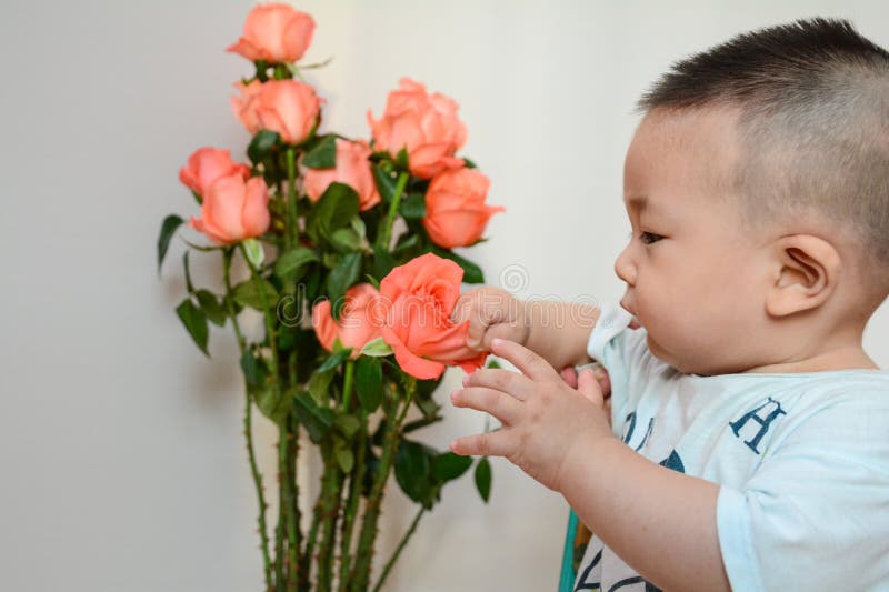 Comme le petit bébé de la rose images libres de droits Comme le petit bébé de la rose images libres de droits