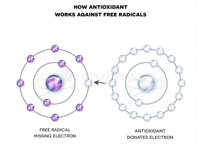 Comment l'antioxydant fonctionne contre des radicaux libres