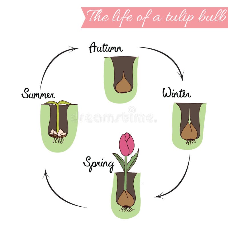 comment planter tulipes
