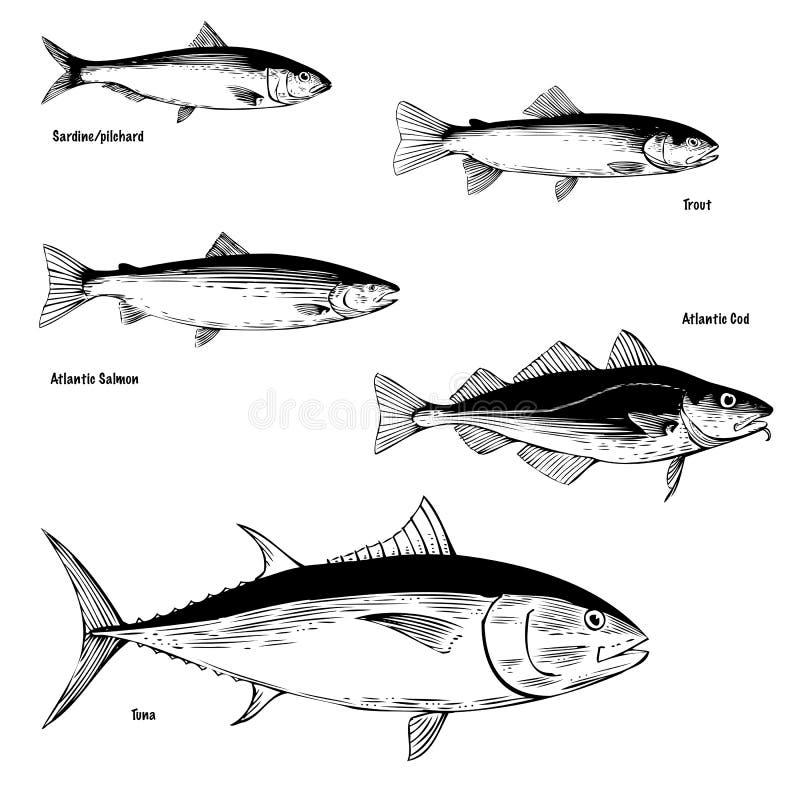 Hake And Sardine Fish Fishing Vector Retro Banners Stock