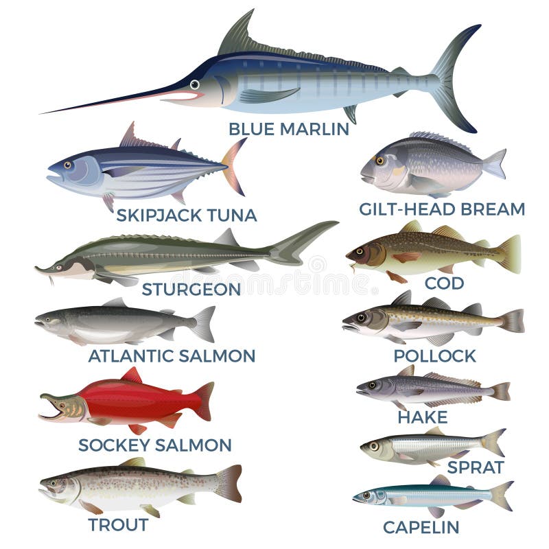 Fish Species Stock Illustrations – 14,804 Fish Species Stock