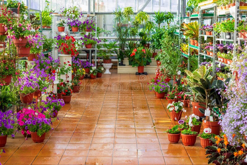 Commercial Greenhouse Shop Selling Flowers and Plants in Flowerpots ...