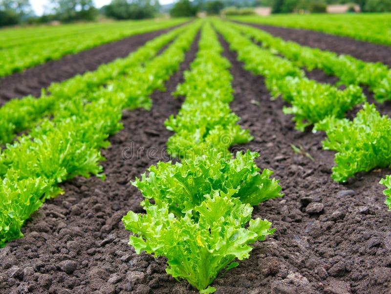 Commercial lettuce cultivation in arable farm fields in Lancashire, England, UK. Lettuce are grown in long, straight rows.