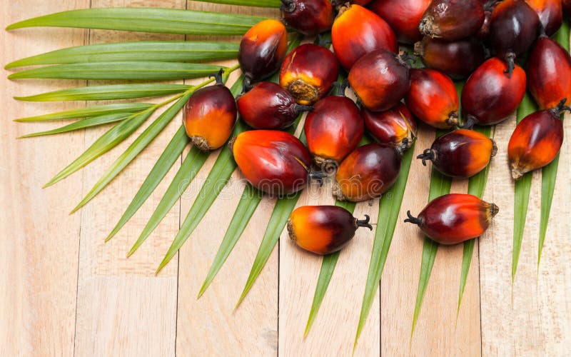 Commercial palm oil cultivation. Since palm oil contains more sa royalty free stock photo Commercial palm oil cultivation. Since palm oil contains more sa royalty free stock photo