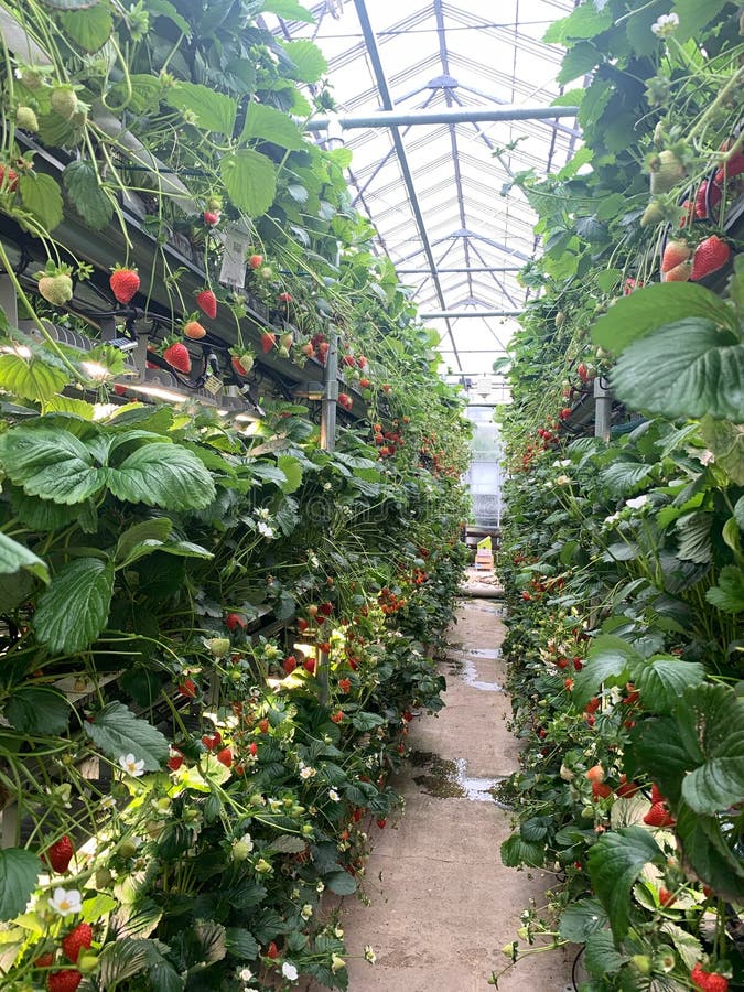 Commercial Strawberry Fruit Farm Stock Photo Image of fruits, farming