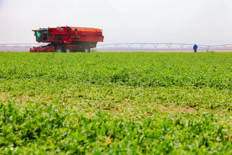 Commercieel Pea Farming met een Combine Maaidorser stock foto Commercieel Pea Farming met een Combine Maaidorser stock foto