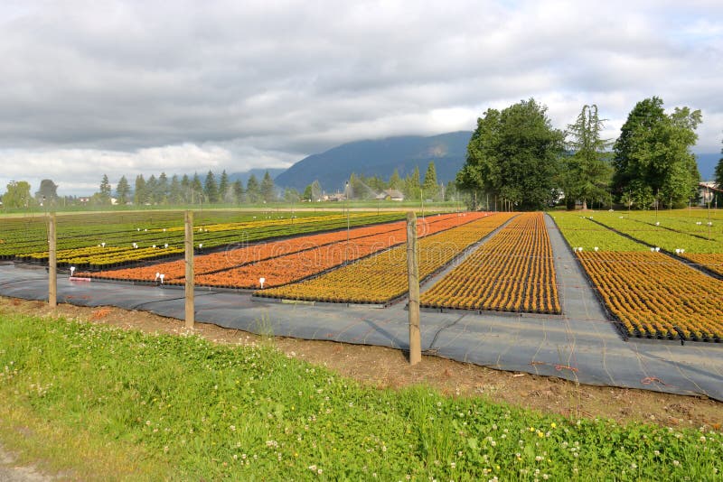 A commercial plant and tree nursery provides a variety of colors during the summer growing season. A commercial plant and tree nursery provides a variety of colors during the summer growing season.