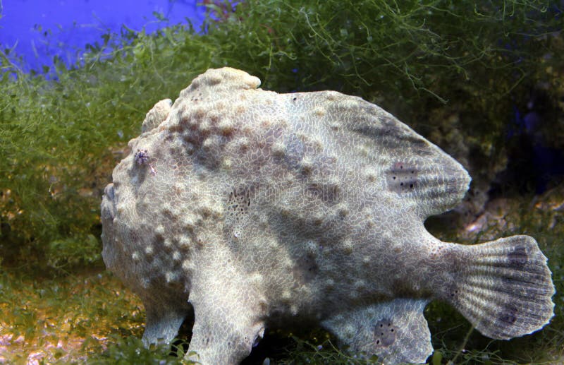 Commerson`s or Giant frogfish, Antennarius commersoni