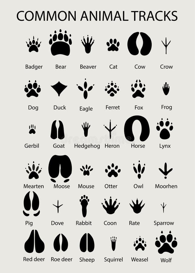 Horse Tracks Sketch Stock Illustrations – 12 Horse Tracks Sketch Stock