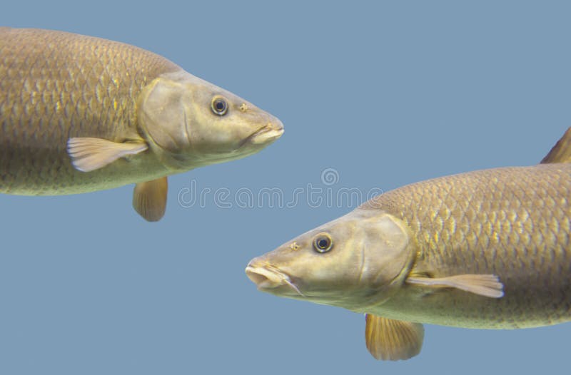 Common Barbel Fish Stock Photos - Free & Royalty-Free Stock Photos from  Dreamstime