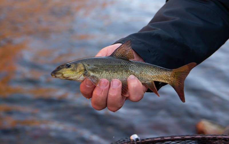 Common Barbel, Barbus Barbus. Fish on Hand Stock Photo - Image of