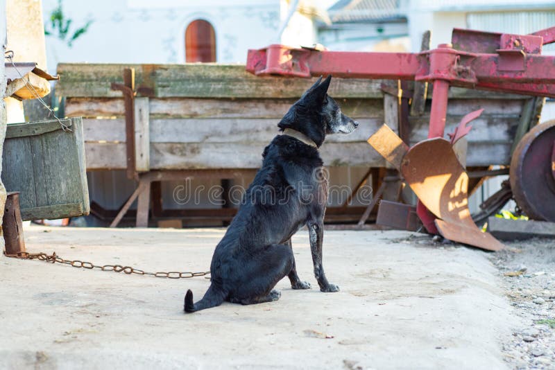 Common Black Yard Dog on a Leash Stock Photo Image of breed, looking