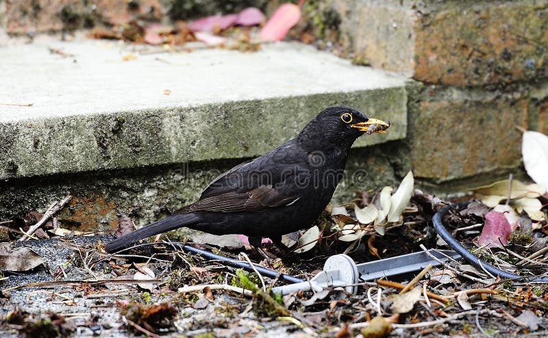 Common blackbird