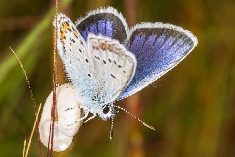 The common blue butterfly is a butterfly in the family Lycaenidae and subfamily Polyommatinae.