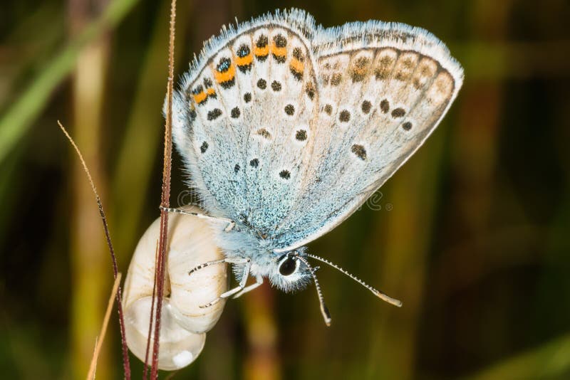 The common blue butterfly is a butterfly in the family Lycaenidae and subfamily Polyommatinae.