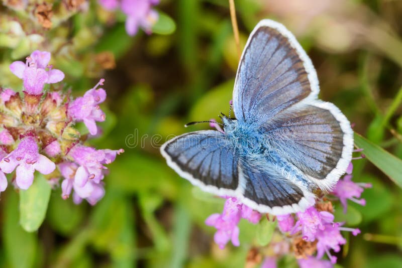 The common blue butterfly is a butterfly in the family Lycaenidae and subfamily Polyommatinae.