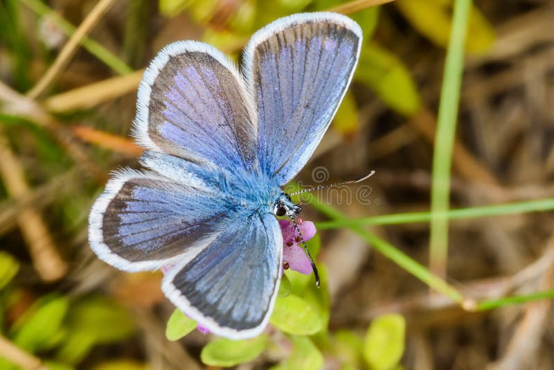 The common blue butterfly is a butterfly in the family Lycaenidae and subfamily Polyommatinae.