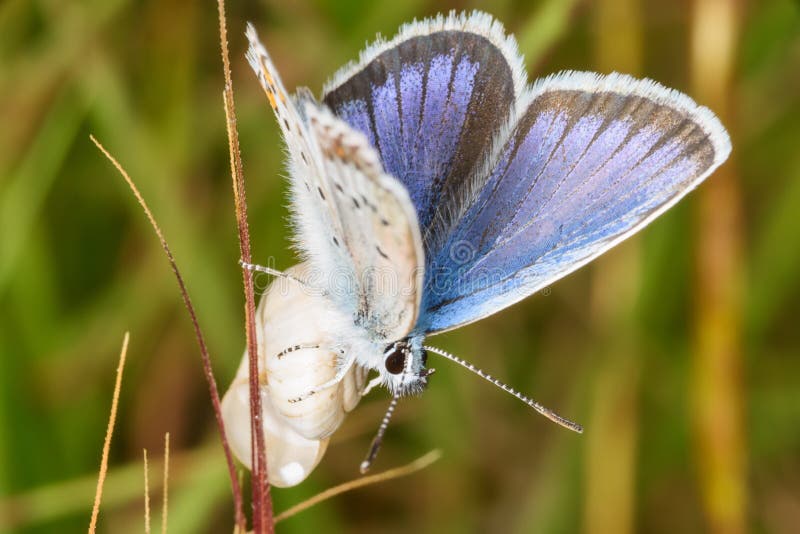 The common blue butterfly is a butterfly in the family Lycaenidae and subfamily Polyommatinae.