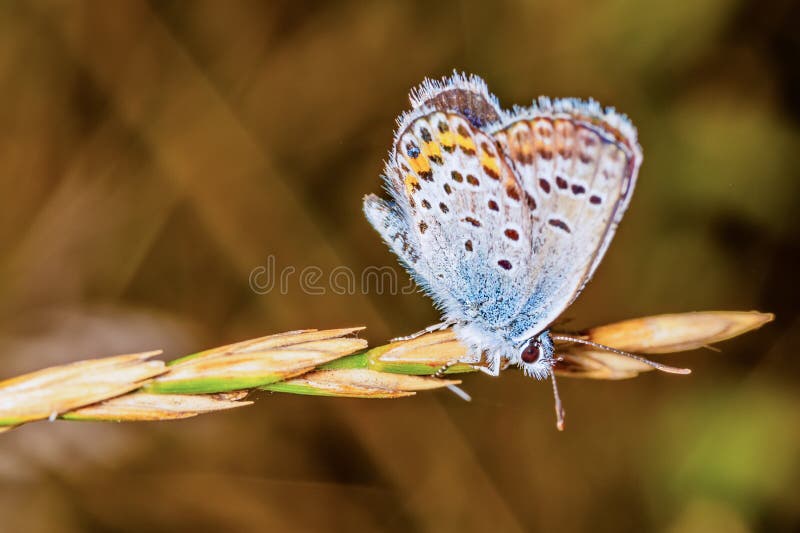 The common blue butterfly is a butterfly in the family Lycaenidae and subfamily Polyommatinae.