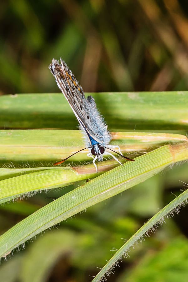 The common blue butterfly is a butterfly in the family Lycaenidae and subfamily Polyommatinae.