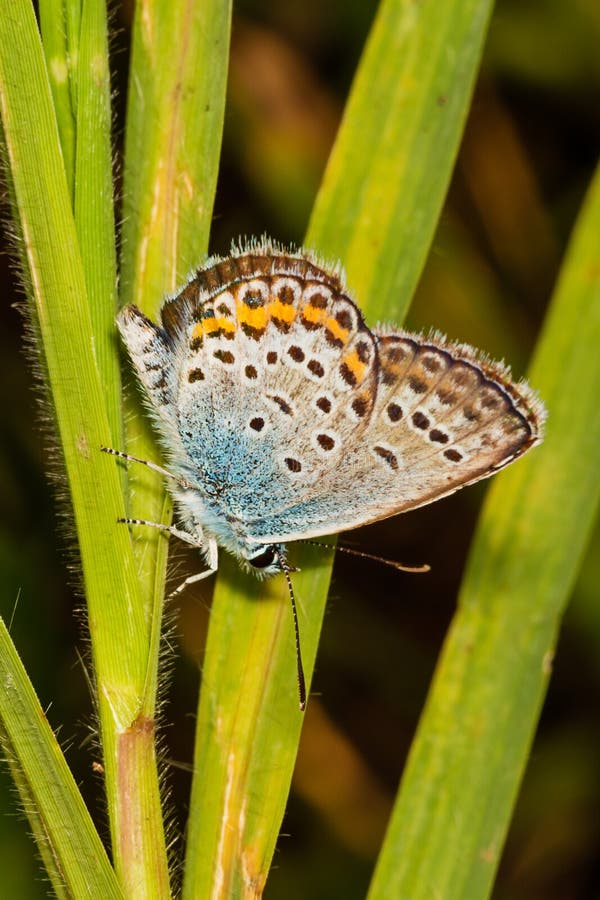 The common blue butterfly is a butterfly in the family Lycaenidae and subfamily Polyommatinae.