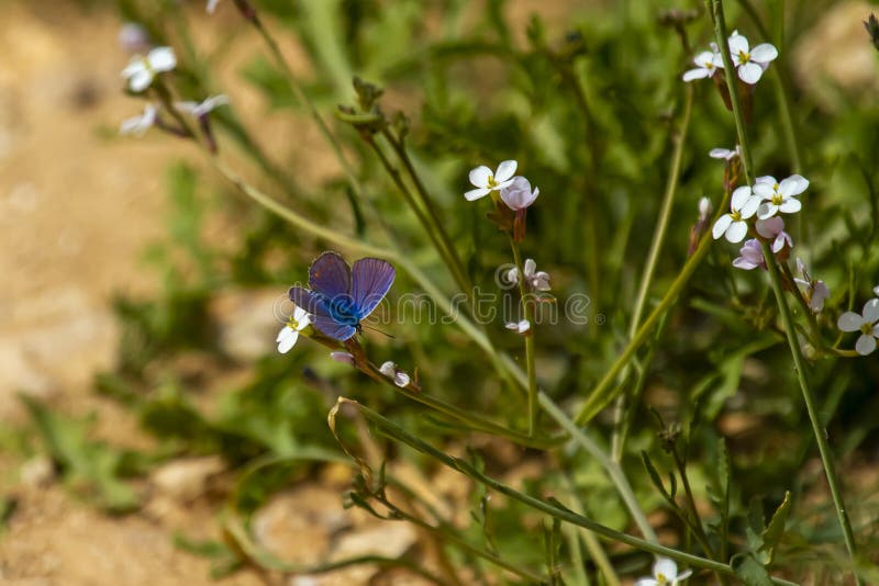 Close up image of a beautiful Polyommatus Icarus Common blue butterfly  on a white wild garlic mustard flower. This small butterfly has a velvety feel with tones of blue and purple. Close up image of a beautiful Polyommatus Icarus Common blue butterfly  on a white wild garlic mustard flower. This small butterfly has a velvety feel with tones of blue and purple