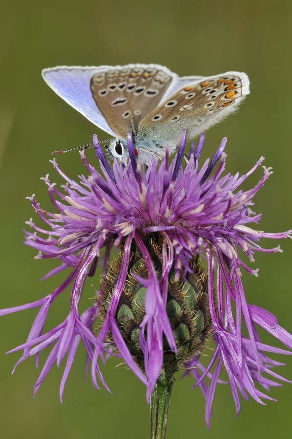 Common Blue Butterfly on Greater Knapweed Stock Image - Image of rays ...