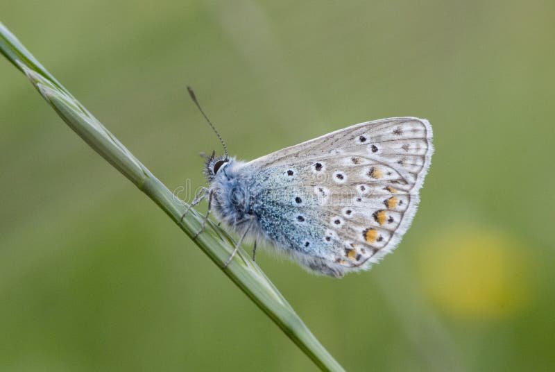 Common Blue Butterfly on Long